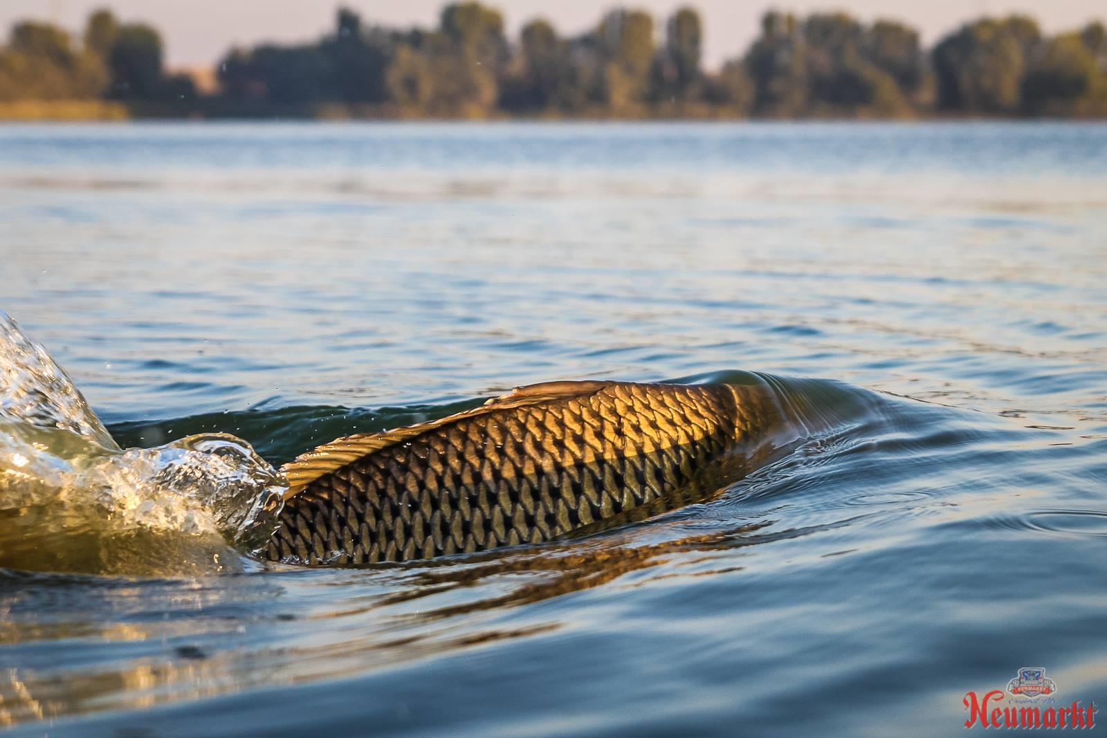 Concursuri 2016 by gor965 - 1448054211737529326479992771557583383072742o.jpg